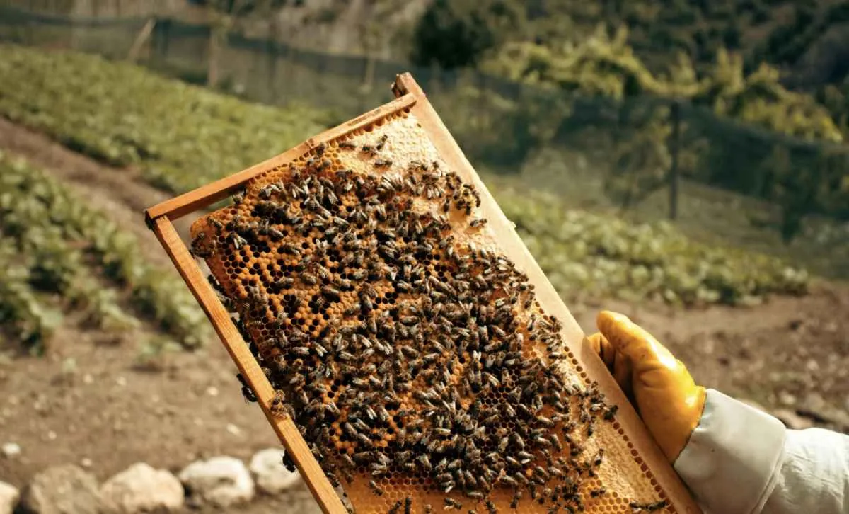 Apicultura avança e indica boa safra de mel no RS