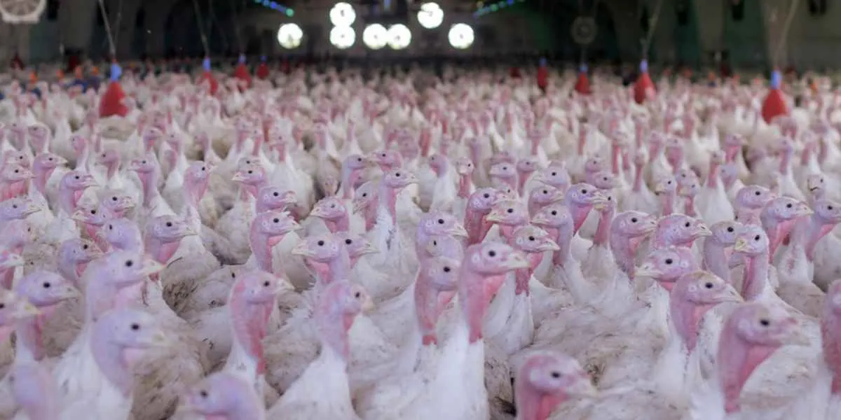 Na véspera do Natal, Paraná se firma como referência na produção de peru