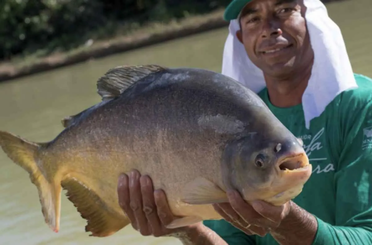 CNA aponta avanços para a aquicultura com aprovação de PL