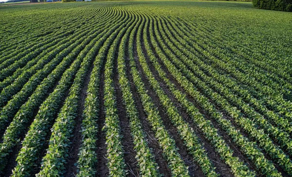 Custos caem em outubro no RS, mas preços pagos ao produtor recuam