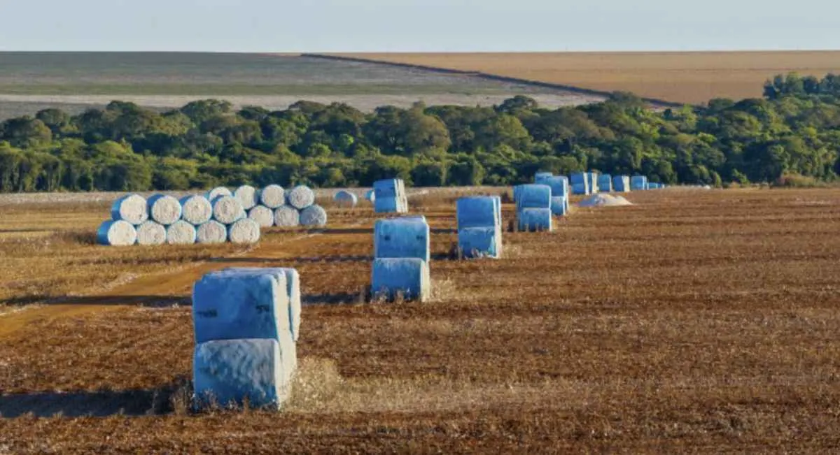 Algodão brasileiro consolida liderança global e avança em sustentabilidade em 2025