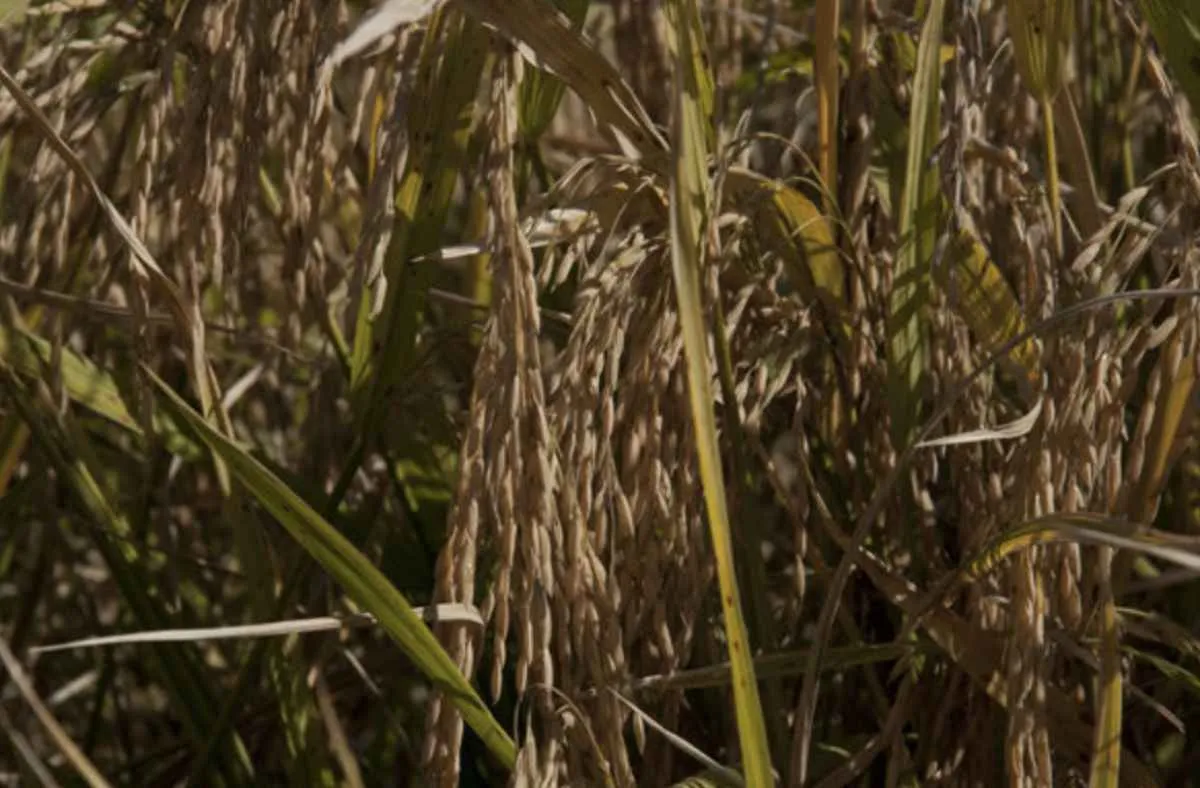 Arrozeiros com Selo do IRGA já podem entrar no edital de PSA