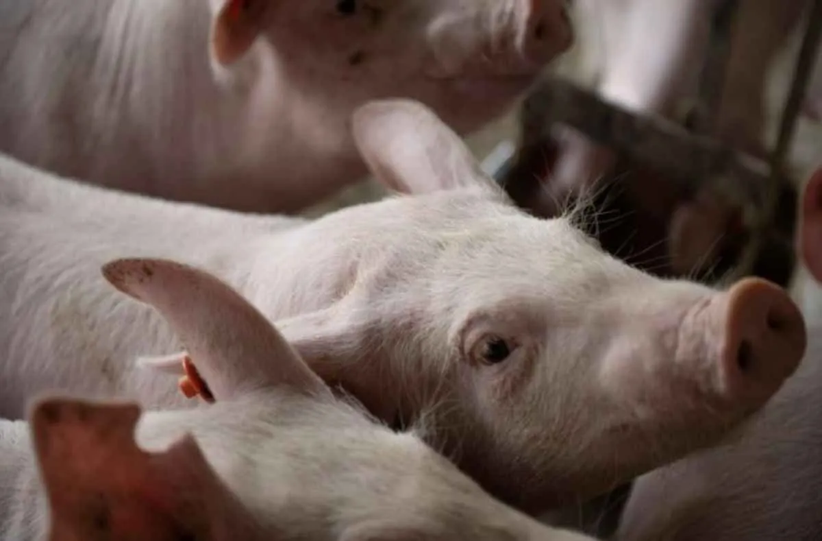 Status sanitário fortalece suinocultura de MS e exportações