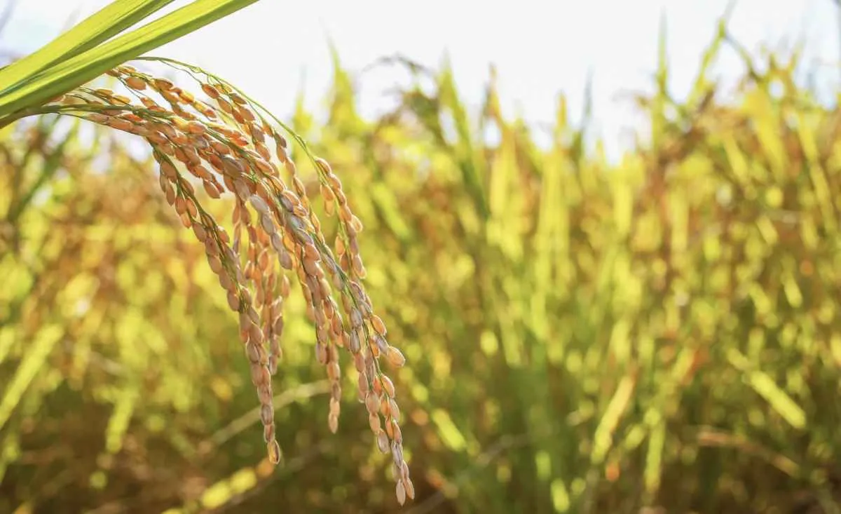 Supersafra de arroz e consumo enfraquecido derrubam preços em 2025