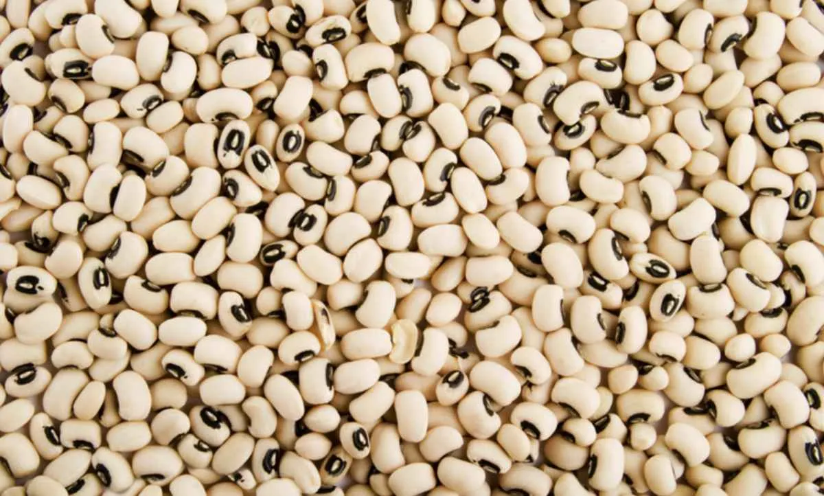 Brasil amplia mercados e autoriza exportação de feijão para países da Eurásia
