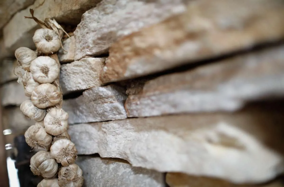 Valor da produção de alho em Goiás cresce 210% em dez anos