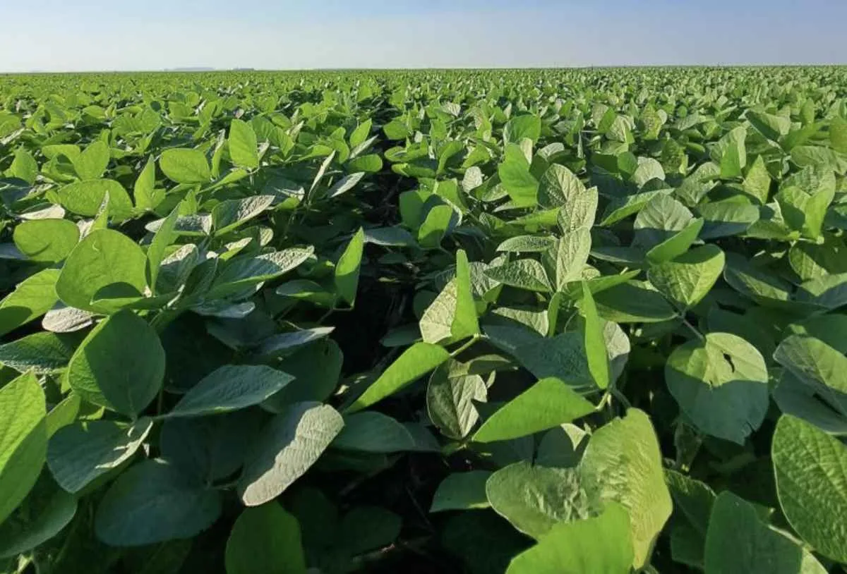 Plantio da safra de soja 2025/2026 é concluído em MS
