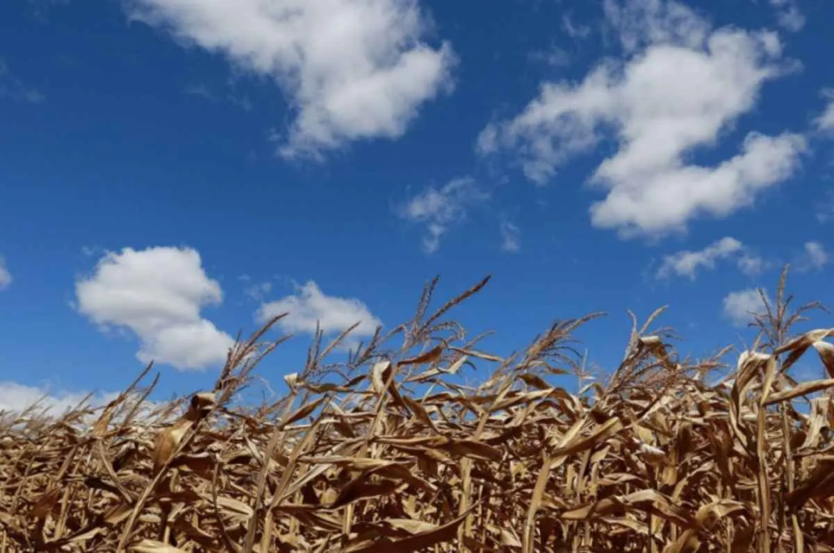 Modernização do seguro rural avança com aprovação de projeto no Senado