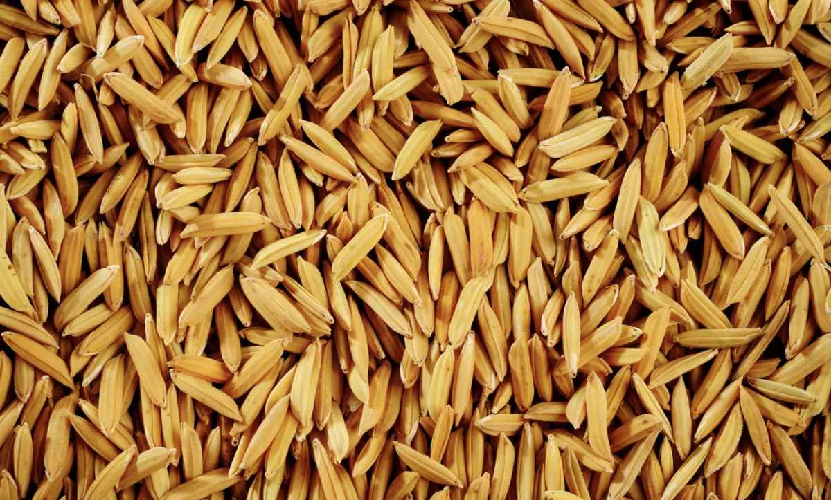 Pressão aumenta e arroz cai ao menor nível em 4 anos