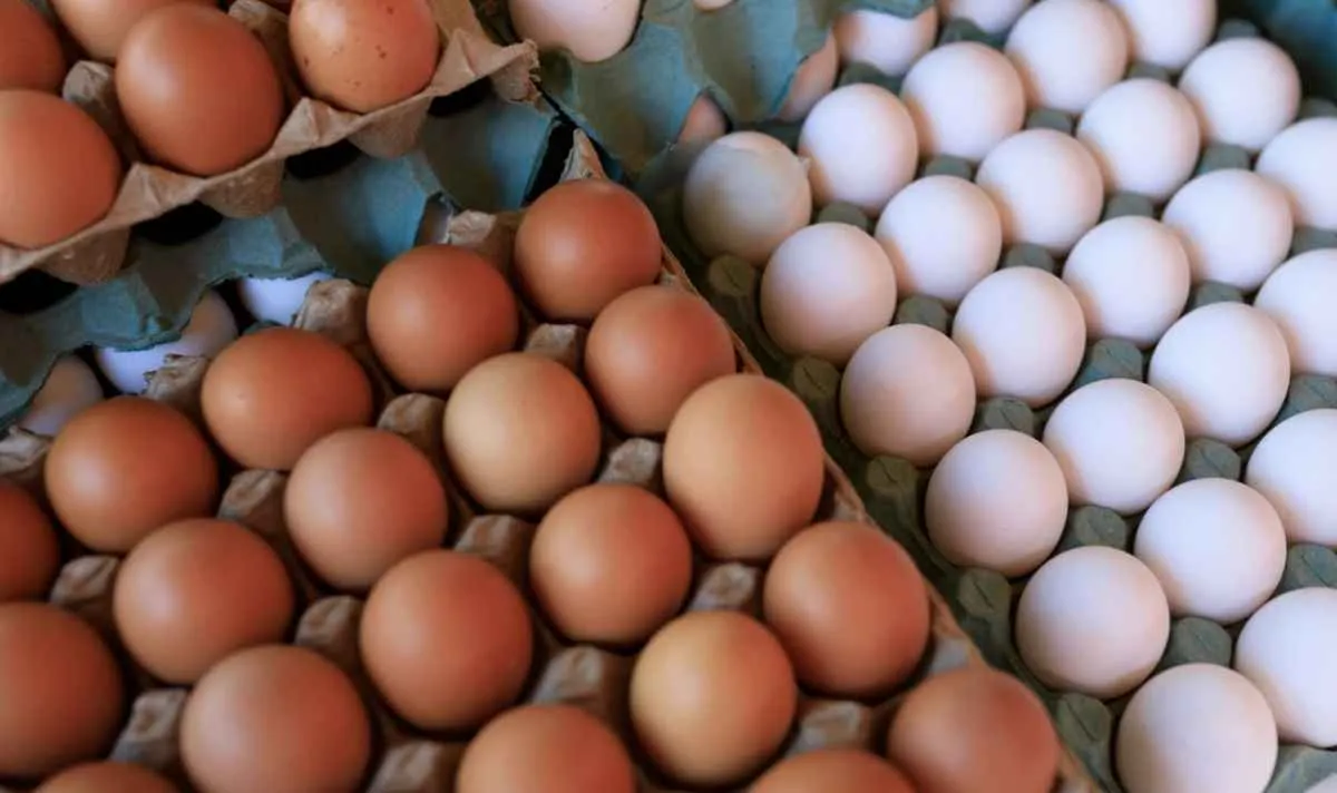 Poder de compra do avicultor frente ao milho cai ao menor nível do ano