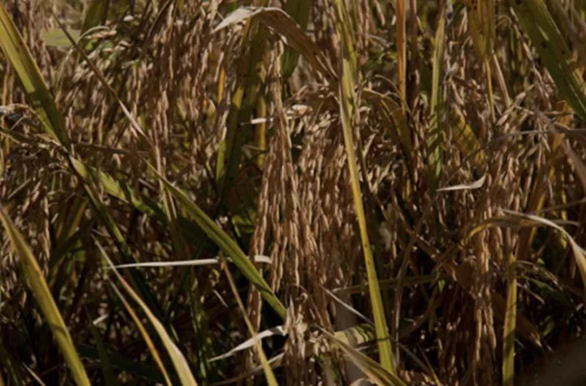 Queda do arroz pressiona arrecadação e acende alerta fiscal no RS