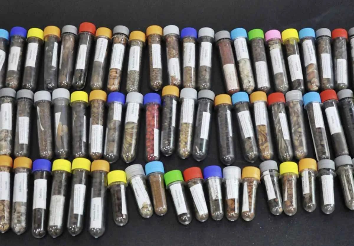 Pesquisa fortalece uso de sementes nativas na restauração ambiental