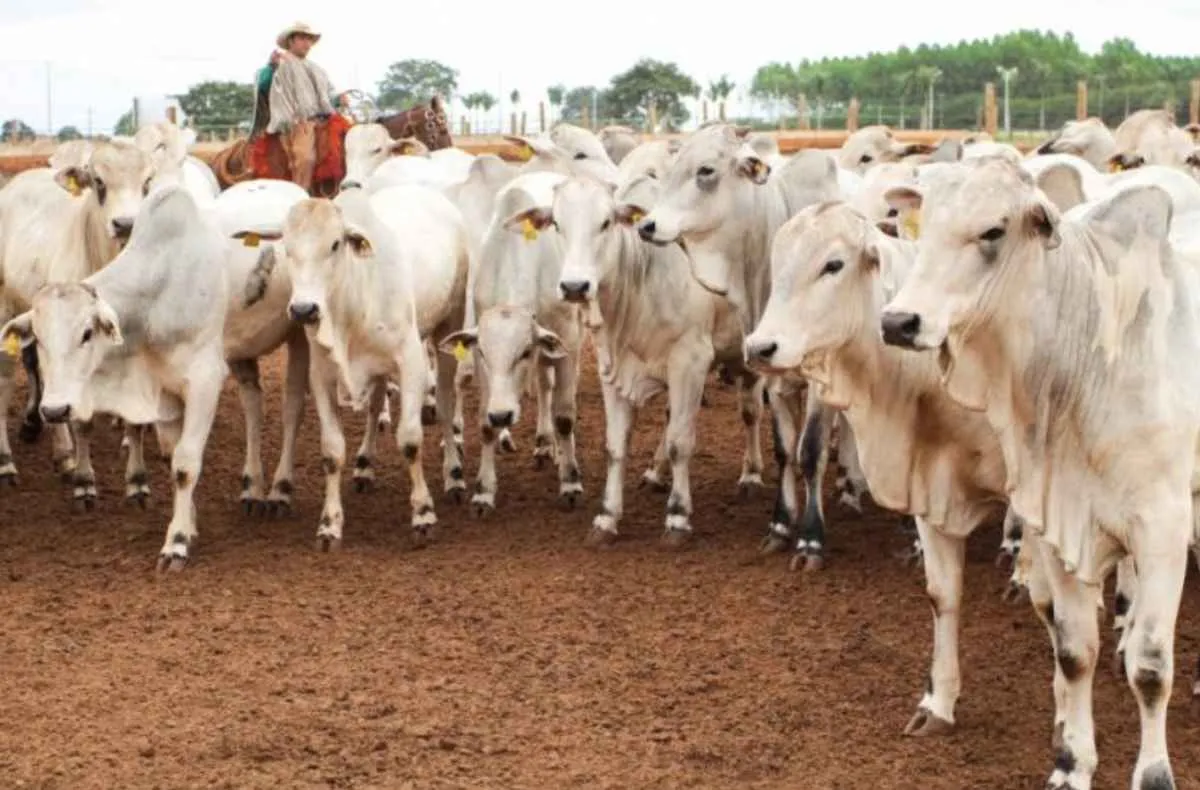 Agro de MS avança em sanidade, programas e articulação em 2025