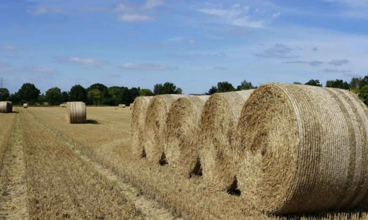 Brasil amplia mercados agropecuários no Marrocos, Iraque, Singapura e Argentina