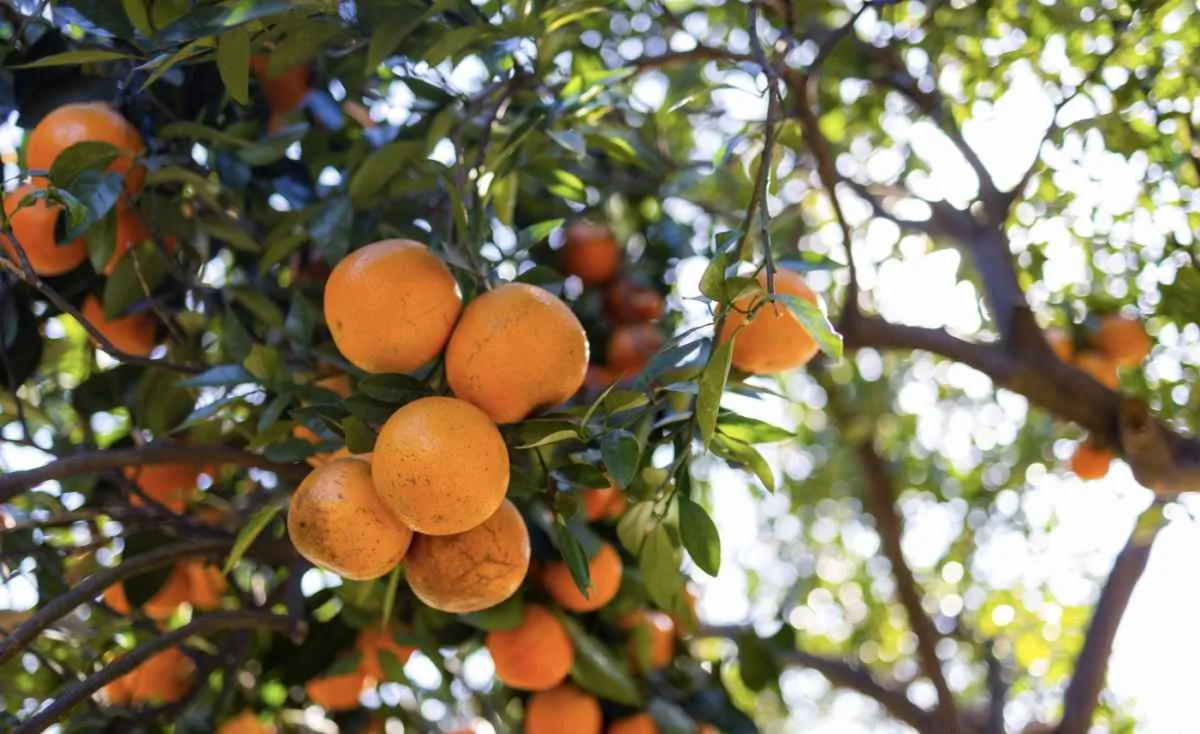 Produção de laranja é ajustada para baixo na safra 2025/26