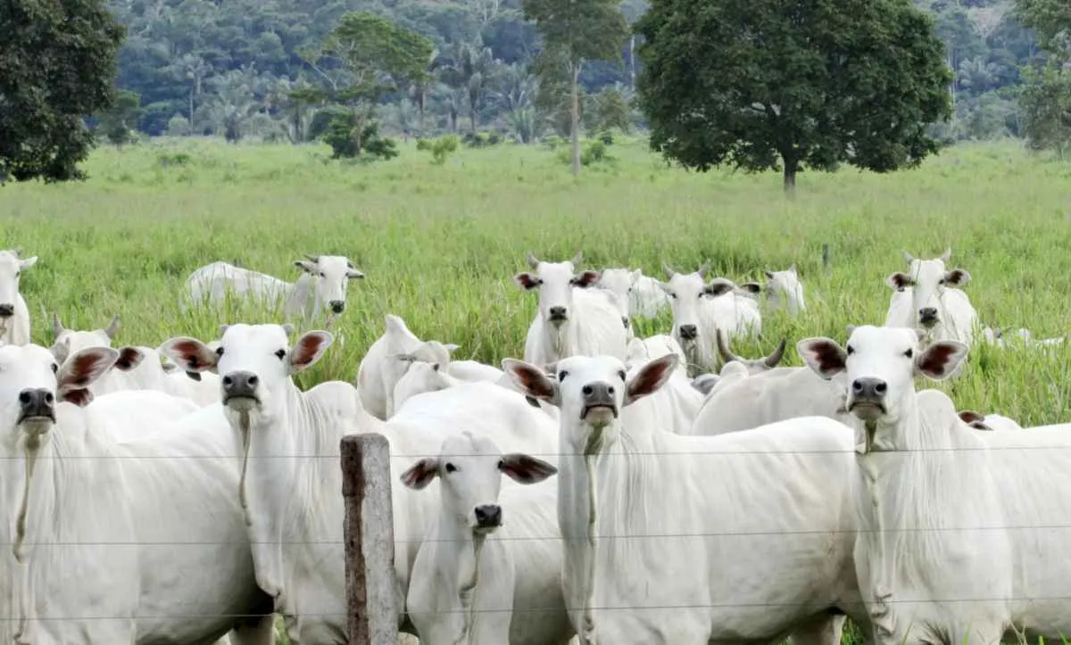 Recordes produtivos e estabilidade de preços marcam a pecuária em 2025