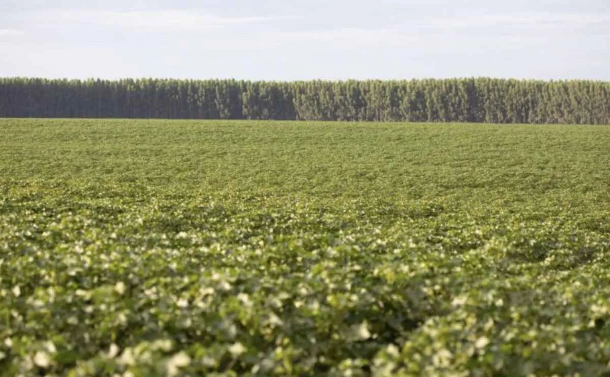 Carbono domina pauta do Comitê ESG da Abrapa