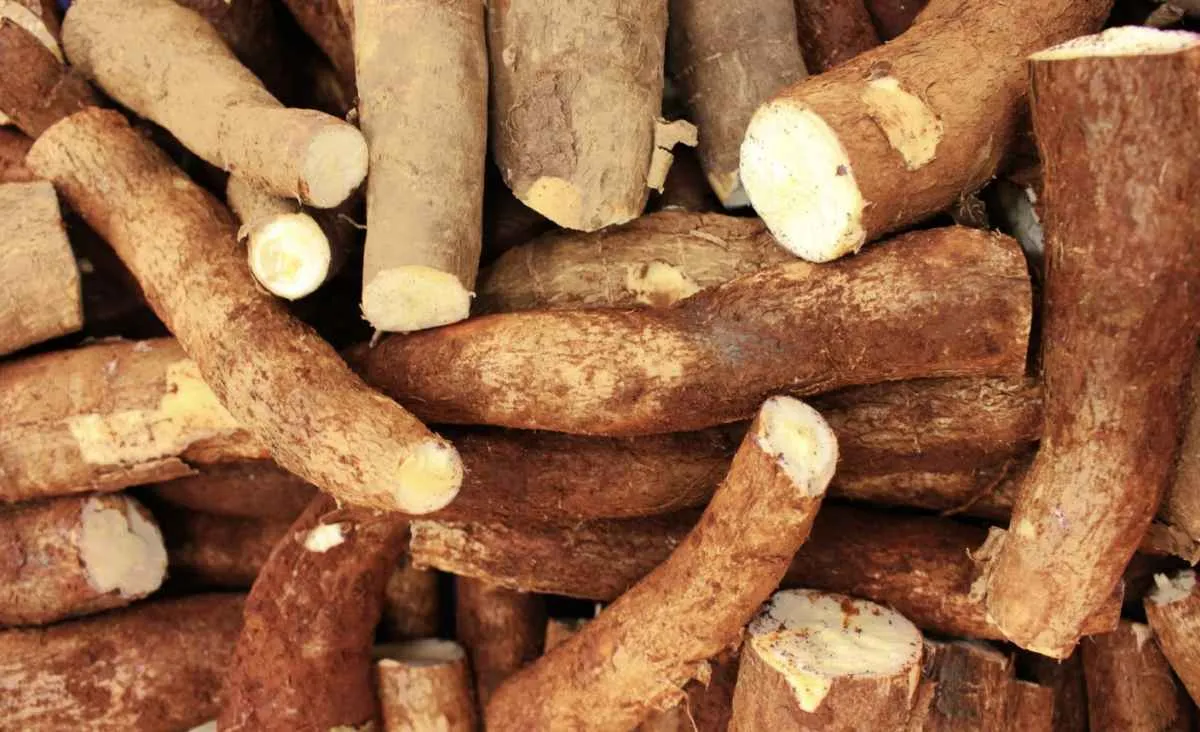 Oferta elevada mantém queda dos preços da mandioca