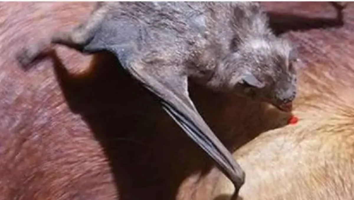 Raiva bovina em Goiás exige atenção redobrada do produtor