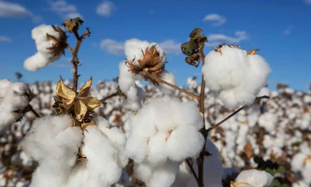 Abrapa divulga estatísticas de dezembro do Cotton Brazil