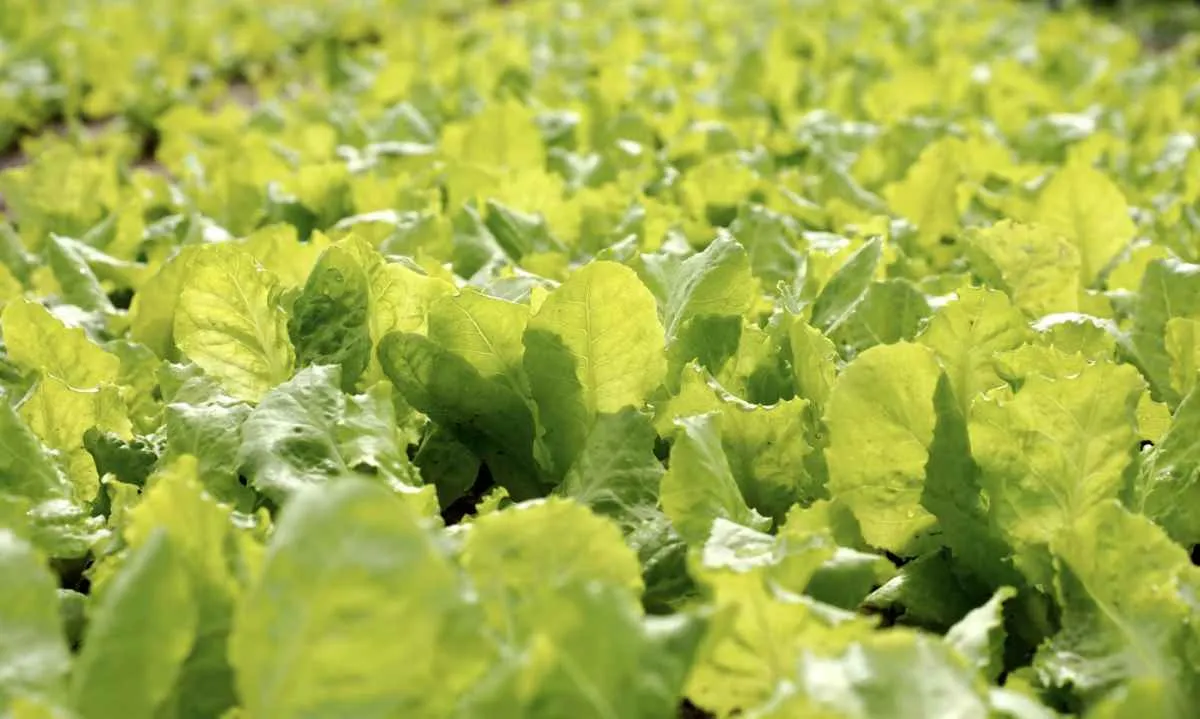 Embrapa mapeia risco climático para produção de alface no Brasil