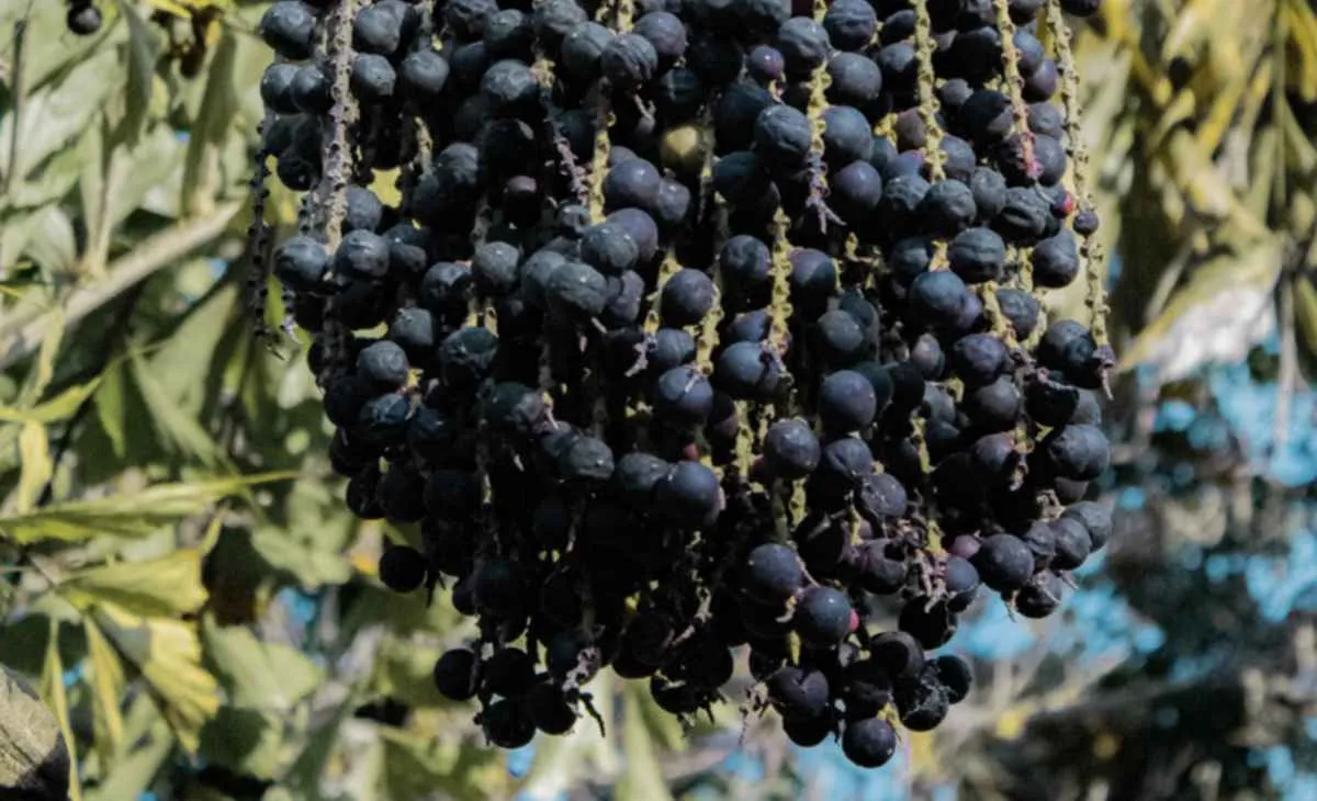 Mapa atualiza preços mínimos de extrativos para 2026