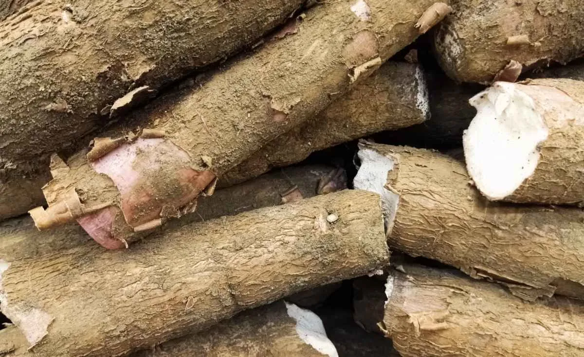 Maior oferta de mandioca pressiona preços em queda