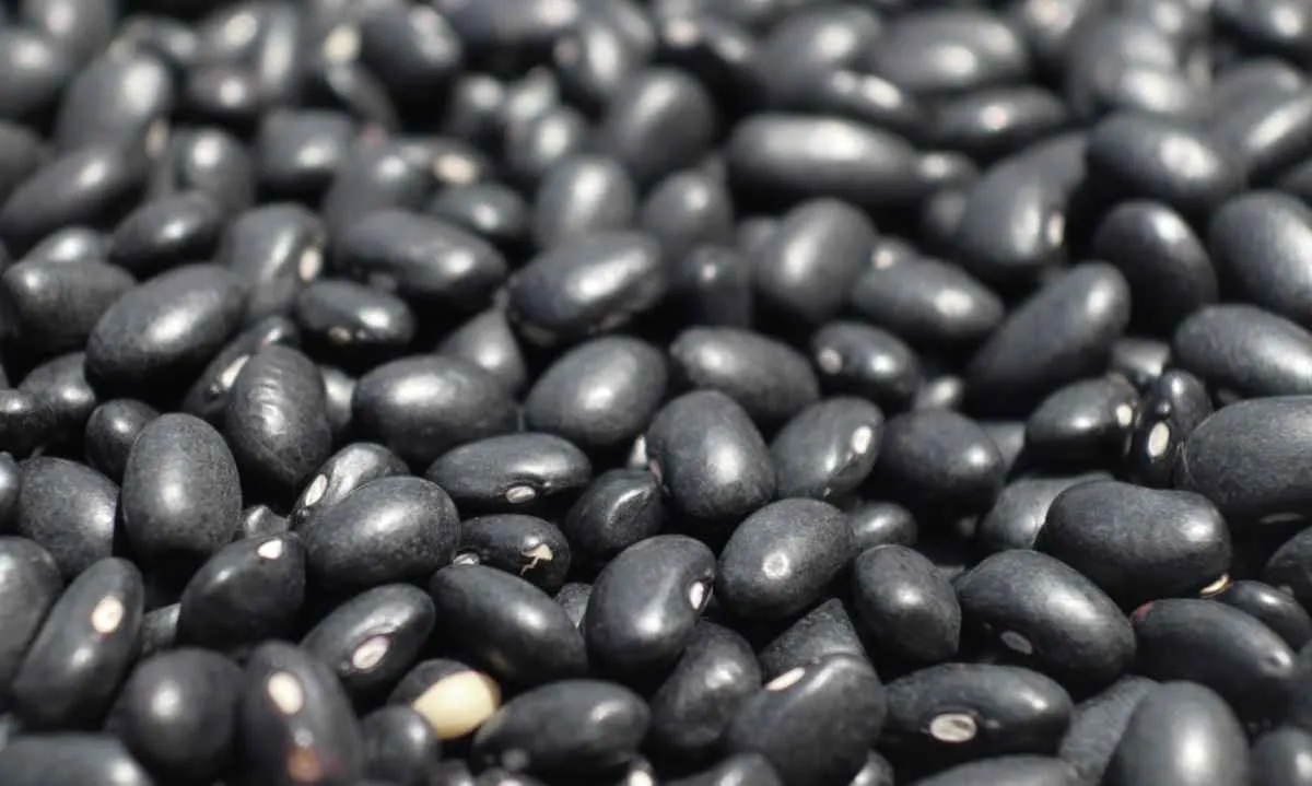 Negócios de feijão seguem lentos e exportações batem recorde