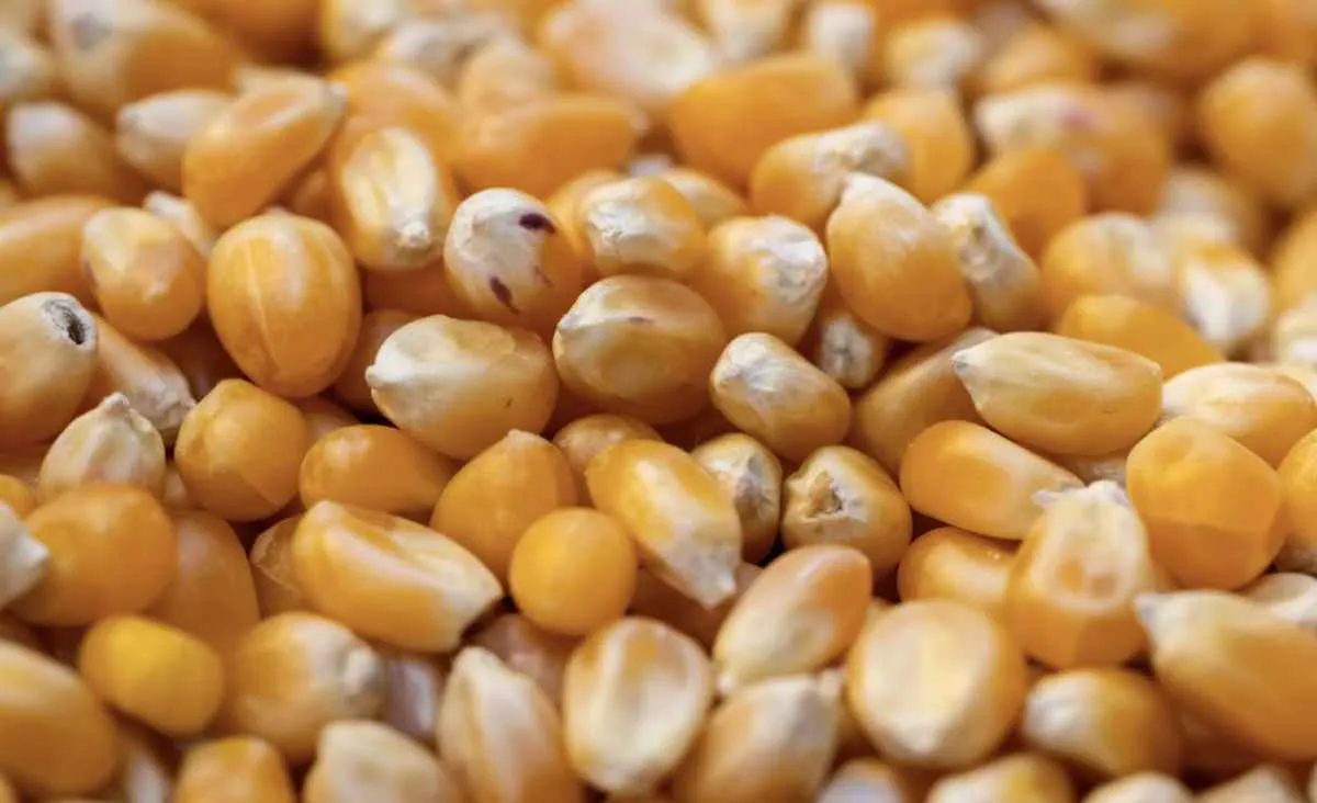 Demanda firme impulsiona preços do milho no país