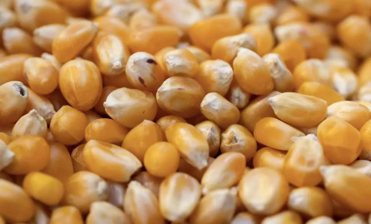 Maior interesse comprador e retração vendedora mantêm preços do milho em alta