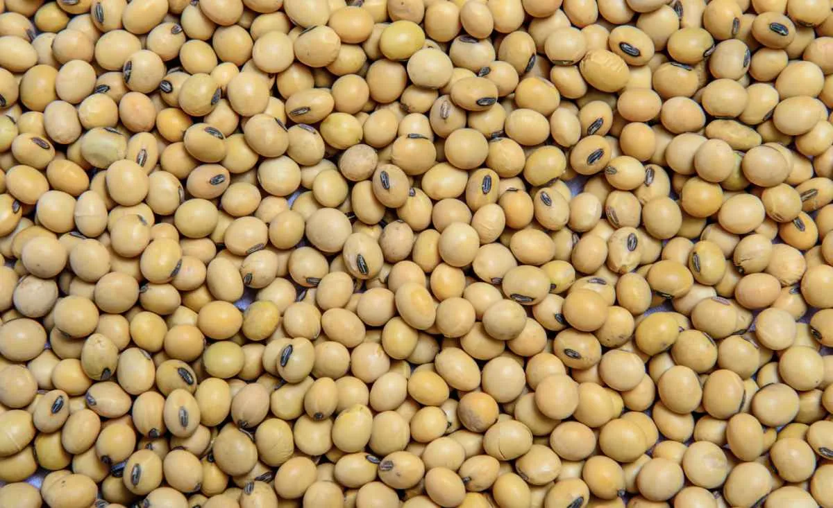 Soja recua em Chicago e mercado acompanha clima e China