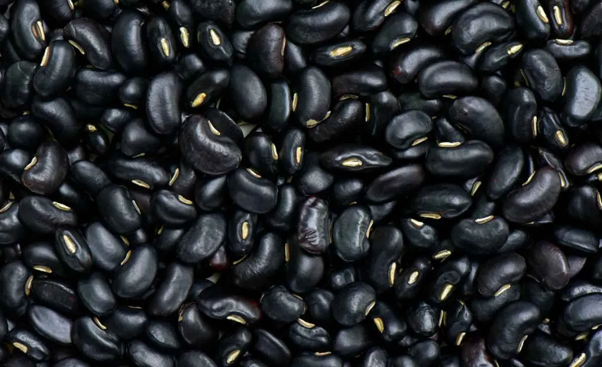 Preços do feijão se sustentam e produção no PR deve cair