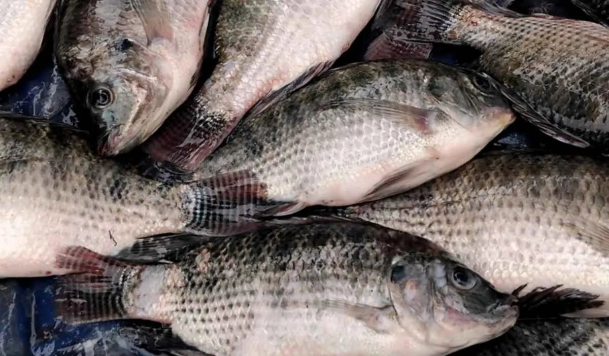 Sistema FAEP reage a proposta sobre tilápia invasora