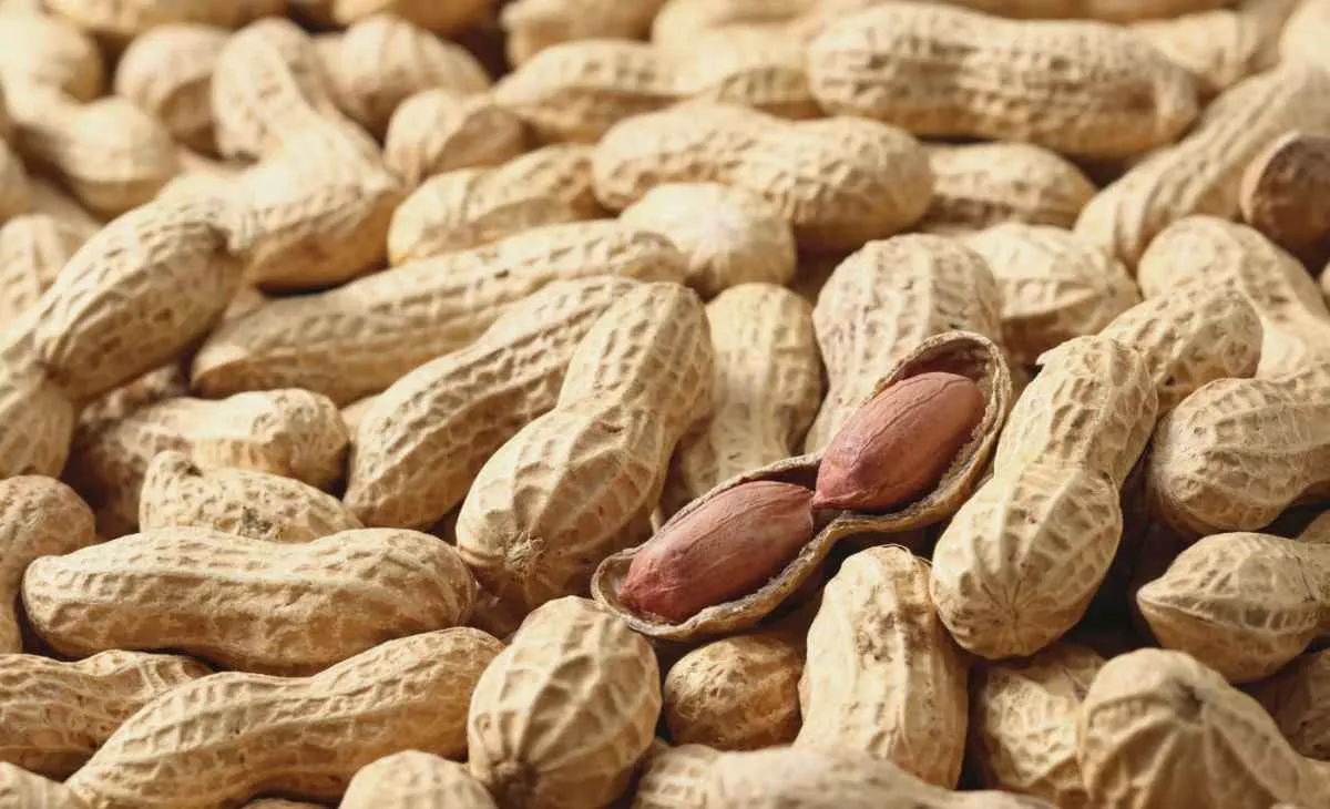 Produtividade de amendoim no Brasil alcança 3º lugar mundial