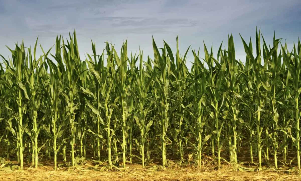 Lavouras de milho mostram bom desenvolvimento no Paraná