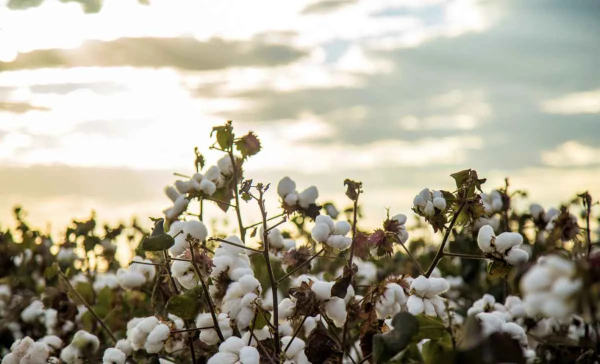 Parceria entre Abrapa e BCI é renovada até 2028