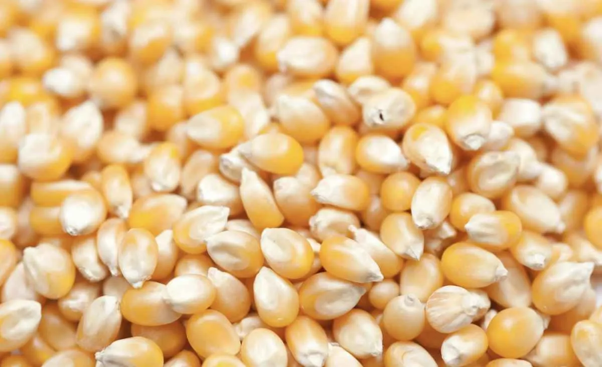 Milho avança em Chicago e demanda global sustenta preços