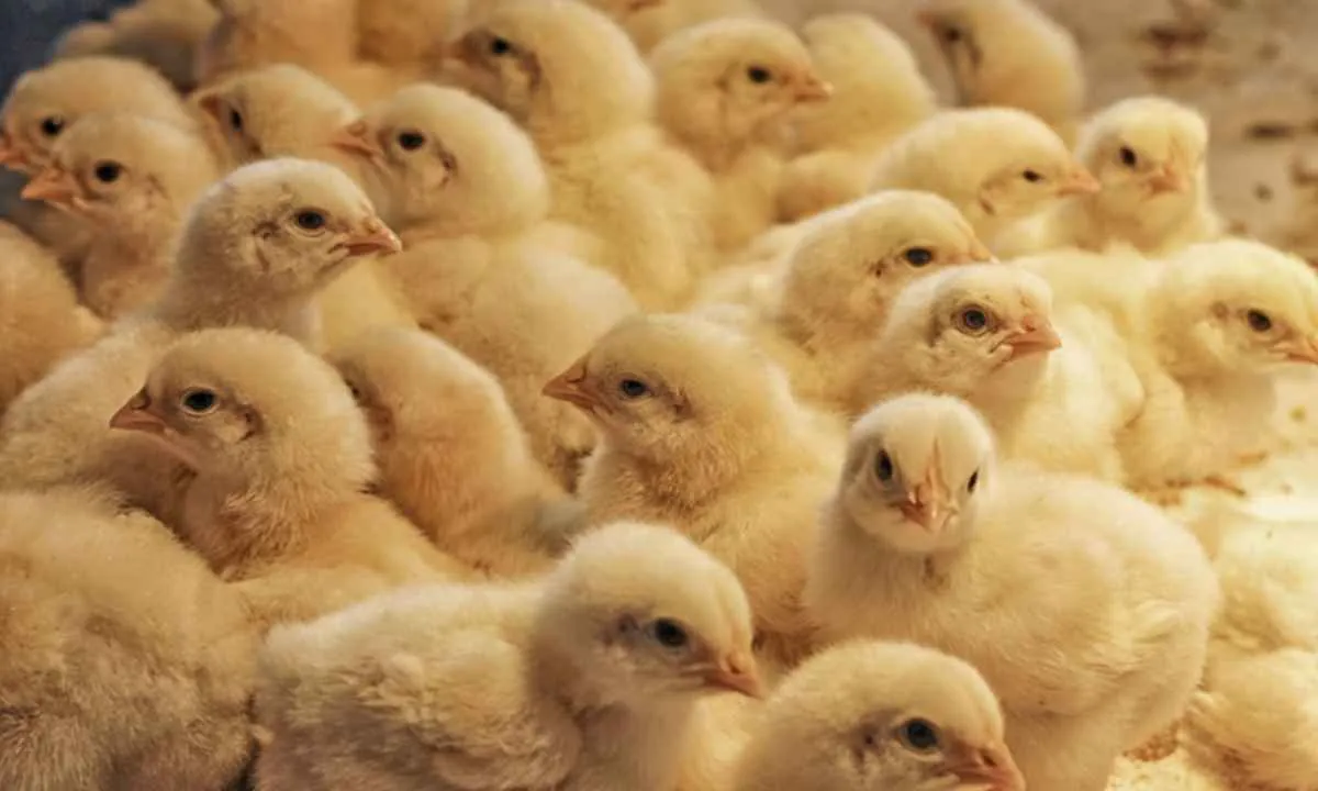 Brasil autoriza exportação de material genético avícola para Moçambique