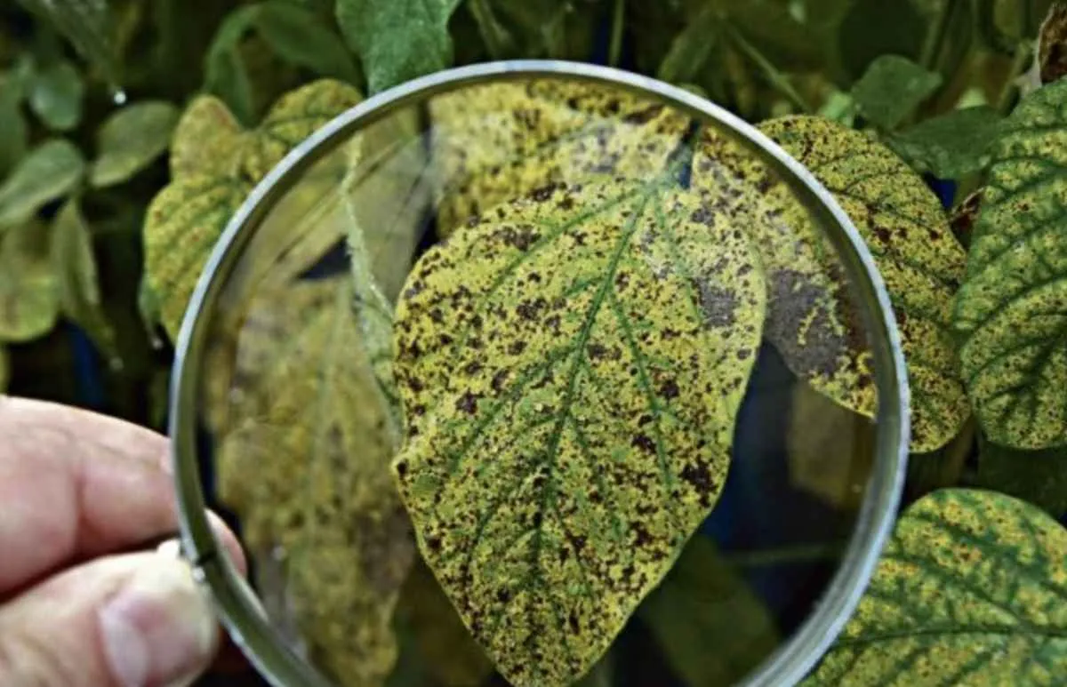 Primeiro foco de ferrugem asiática é confirmado em MS