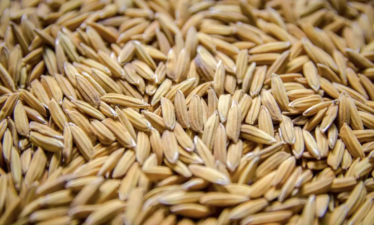 Preços do arroz reagem levemente no mercado brasileiro