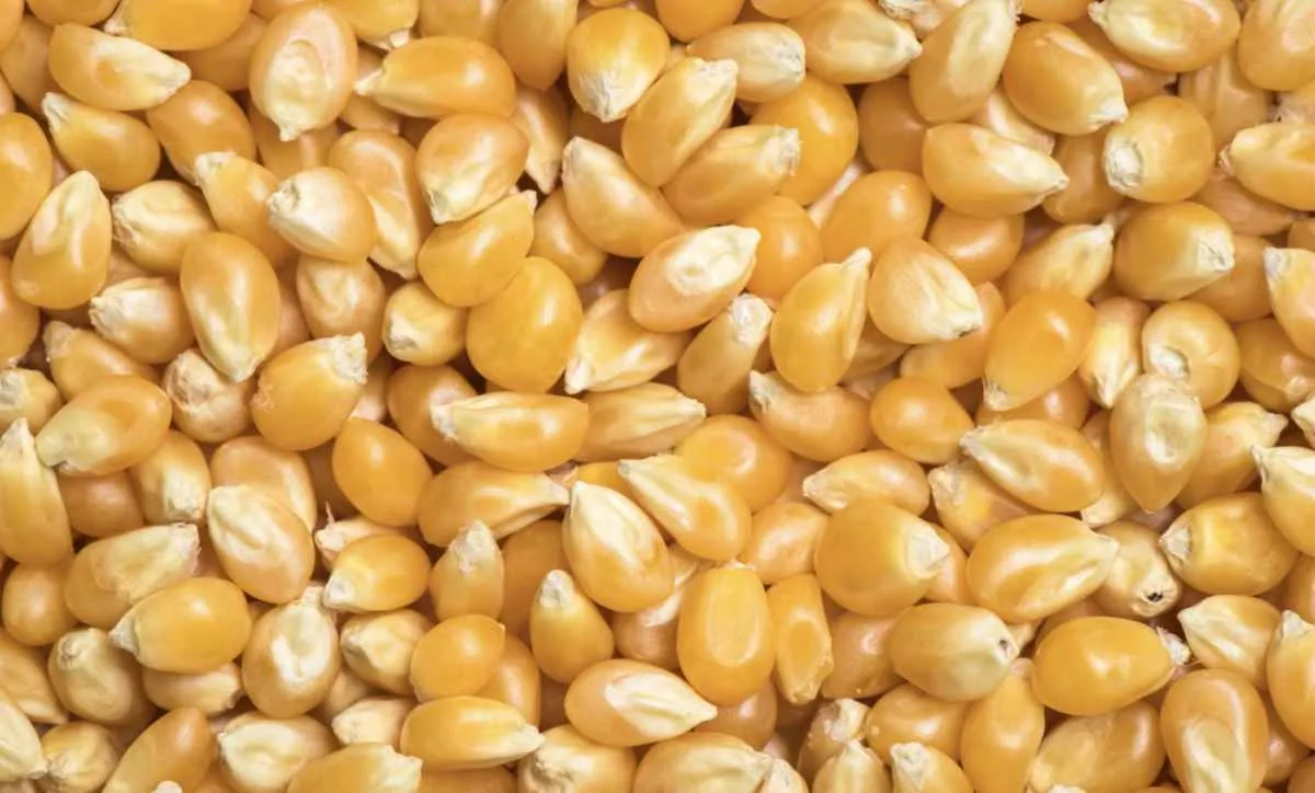 Mercado do milho abre a semana com estabilidade e atenção ao relatório do USDA