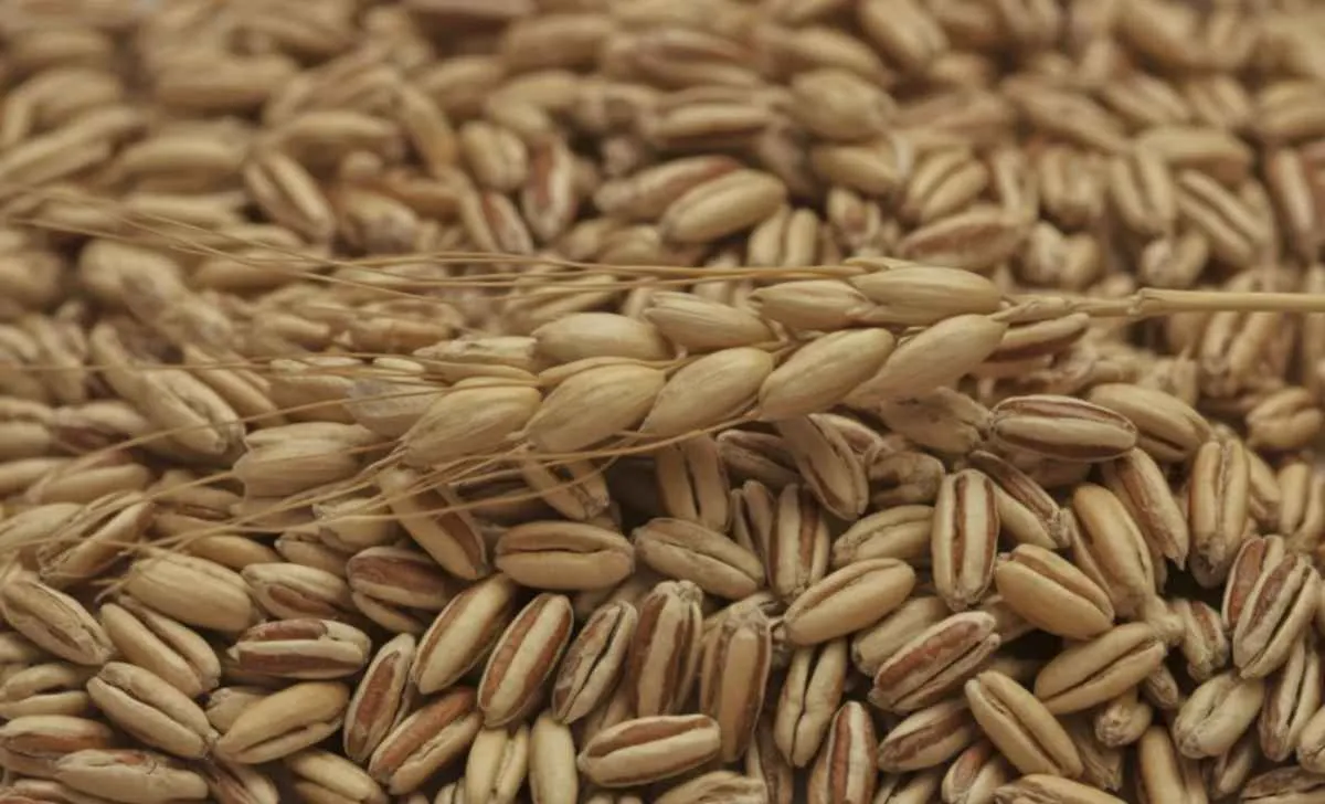 RS conclui colheita do trigo com alta produtividade