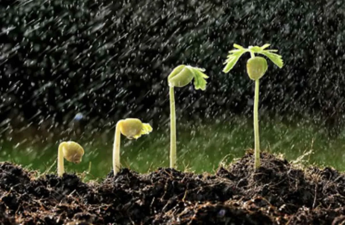 Plantio de soja em Goiás avança, mas efeitos do atraso preocupam