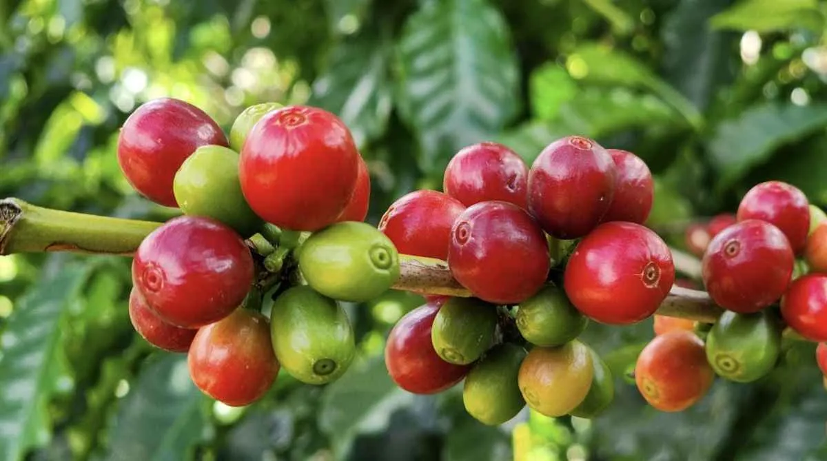 Agro mineiro bate recorde e soma US$ 18,1 bilhões em exportações