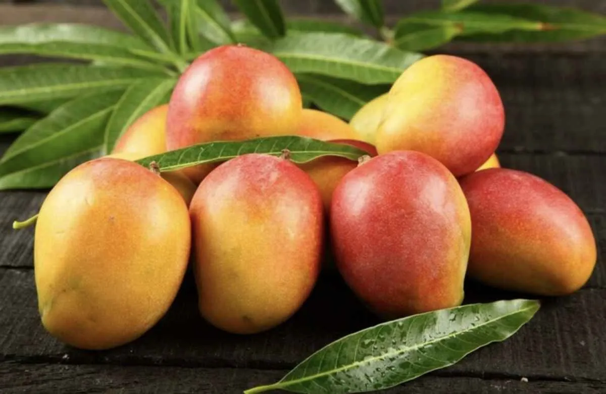 Alívio no setor de hortifrútis com fim do tarifaço e expectativa de retomada das exportações aos EUA