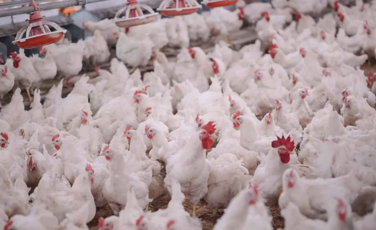 Mesmo com gripe aviária, avicultura brasileira fecha 2025 com balanço positivo