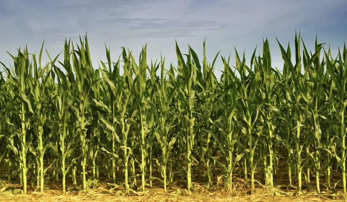 Safra de milho avança com bom desempenho no Paraná