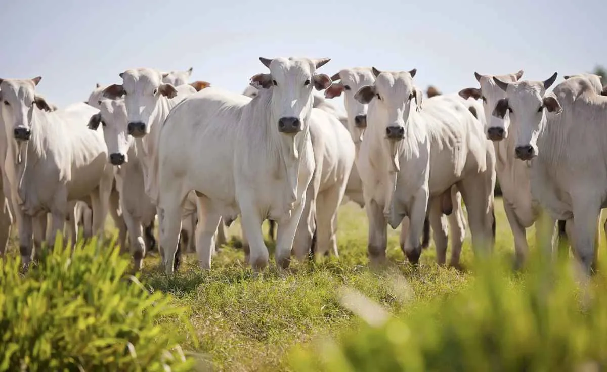 Demanda firme mantém mercado do boi aquecido em dezembro