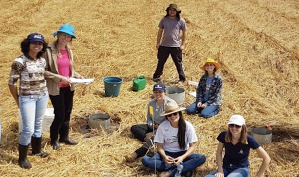 Plantio direto e terraços elevam produtividade de grãos no Paraná