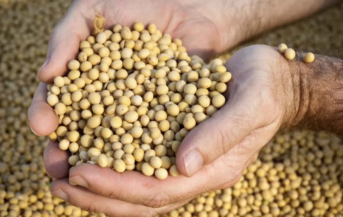 Soja recua abaixo de US$ 11 com mercado atento à safra e ao USDA